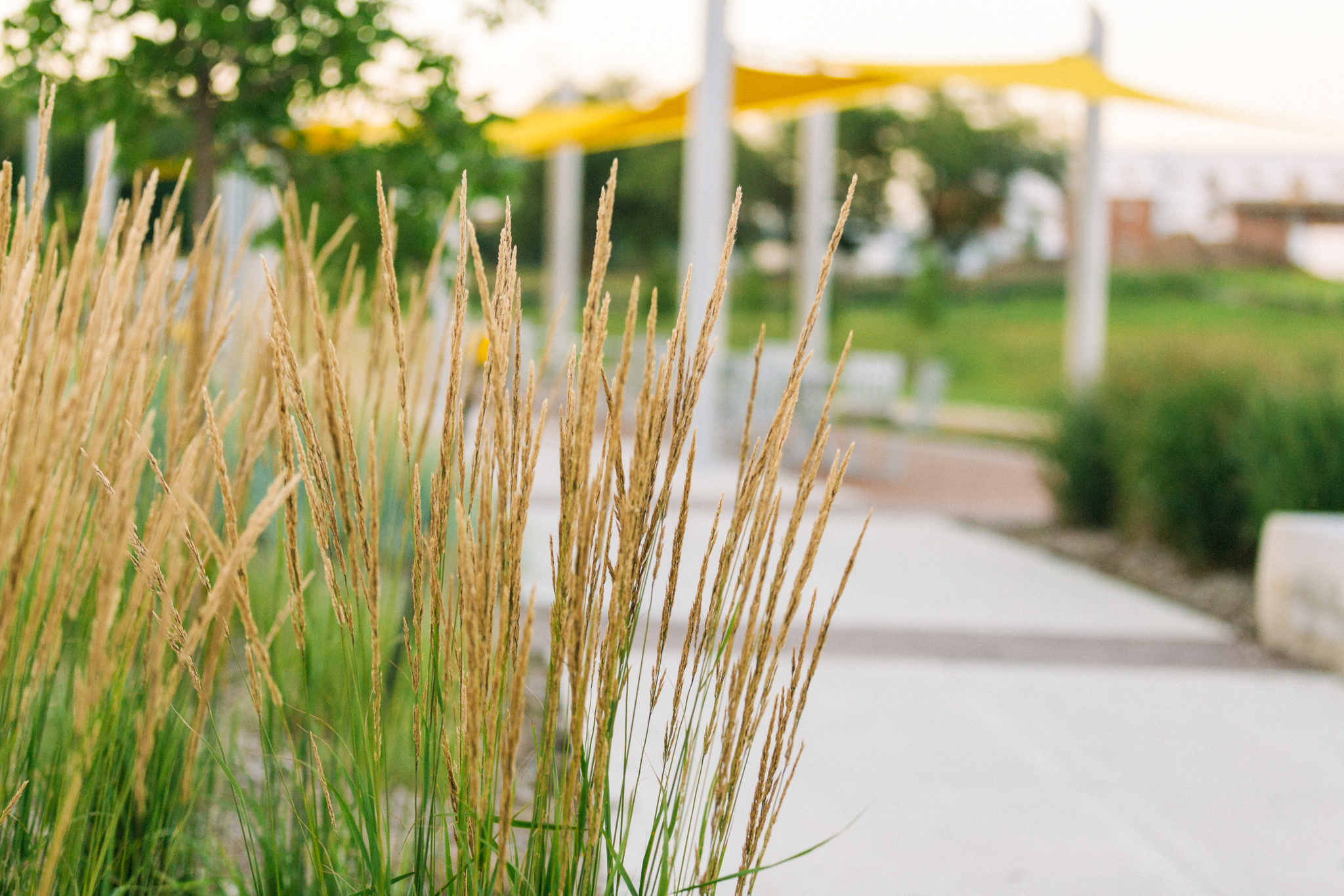 Wichita State University native landscape architecture